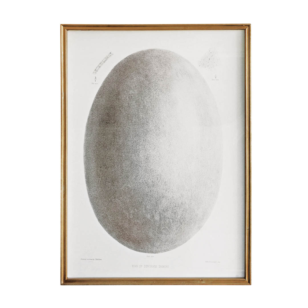 ART FRAME EGG