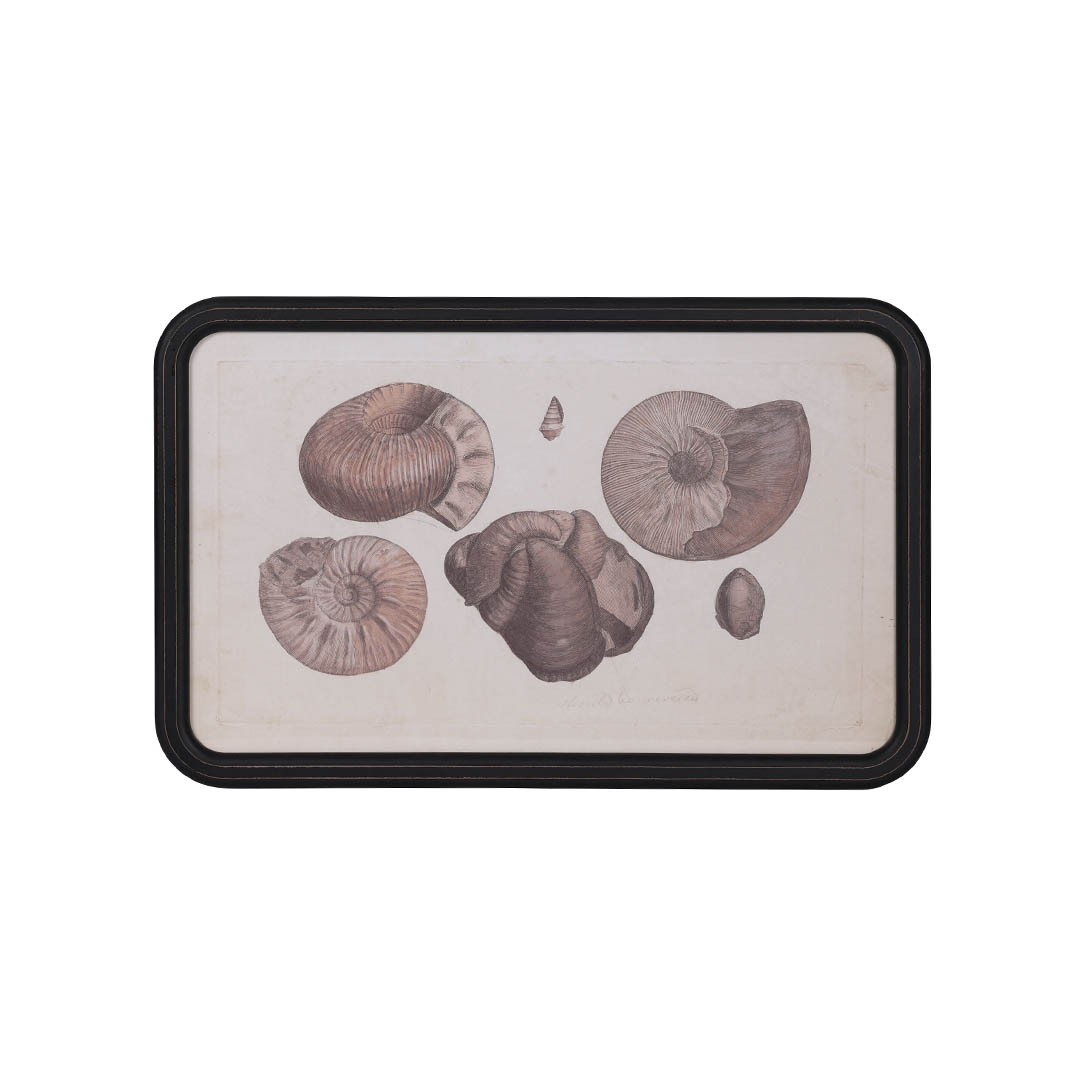 ART FRAME AMMONITE