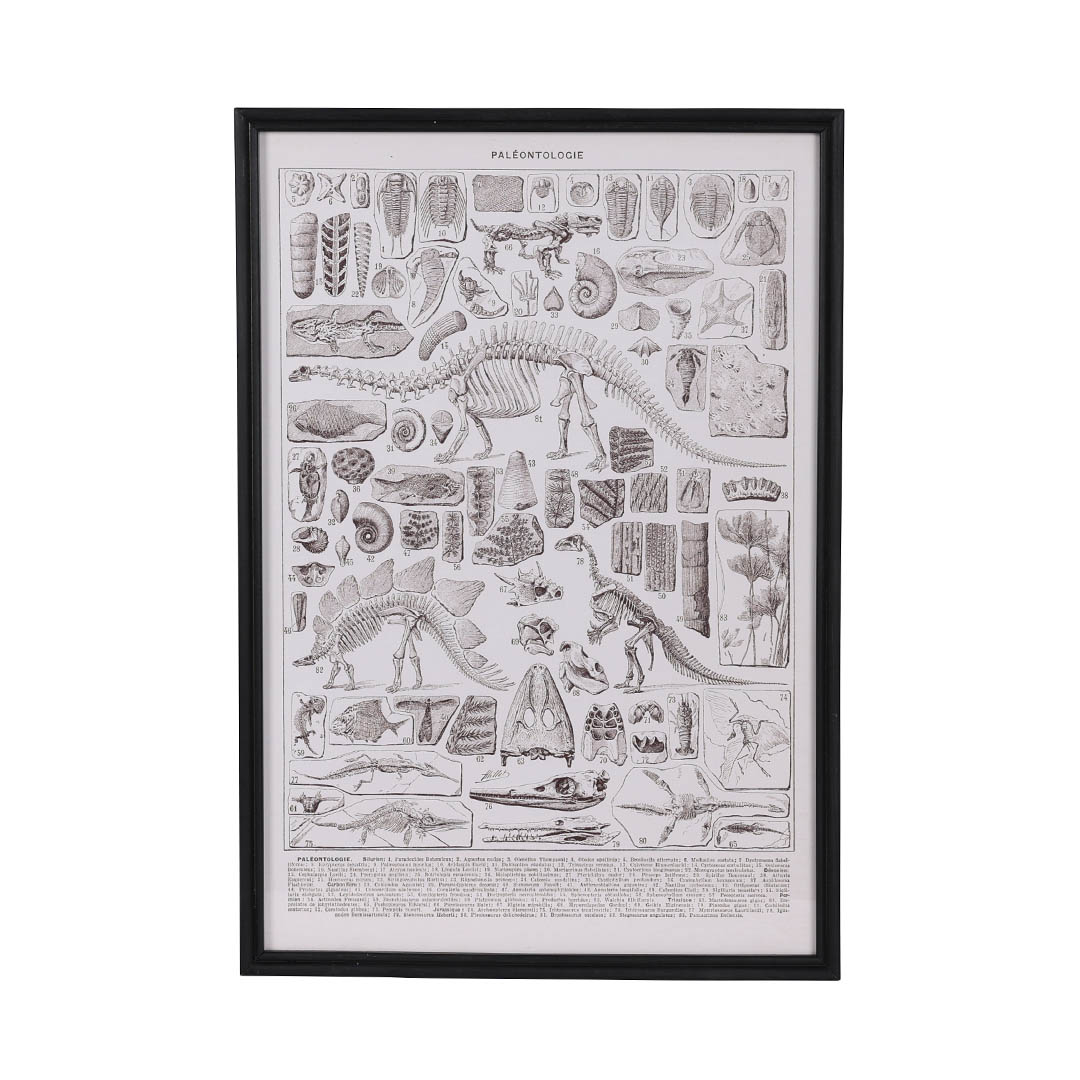 ART FRAME PALEONTOLOGIE