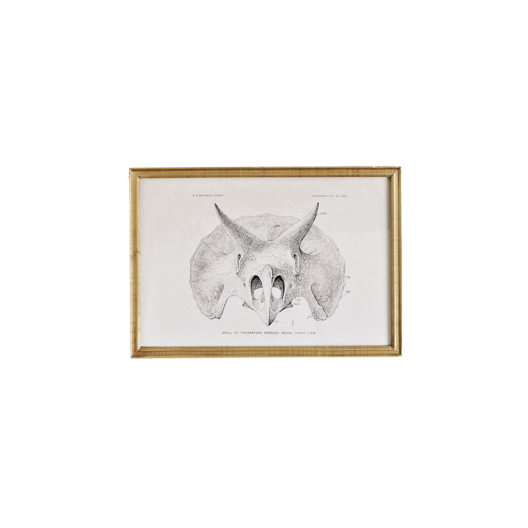 ART FRAME TRICERATOPS