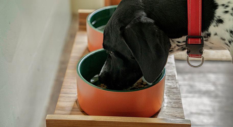 DOUBLE WALL DOG BOWL