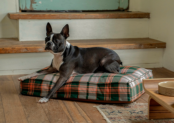 CHECK DOG BED