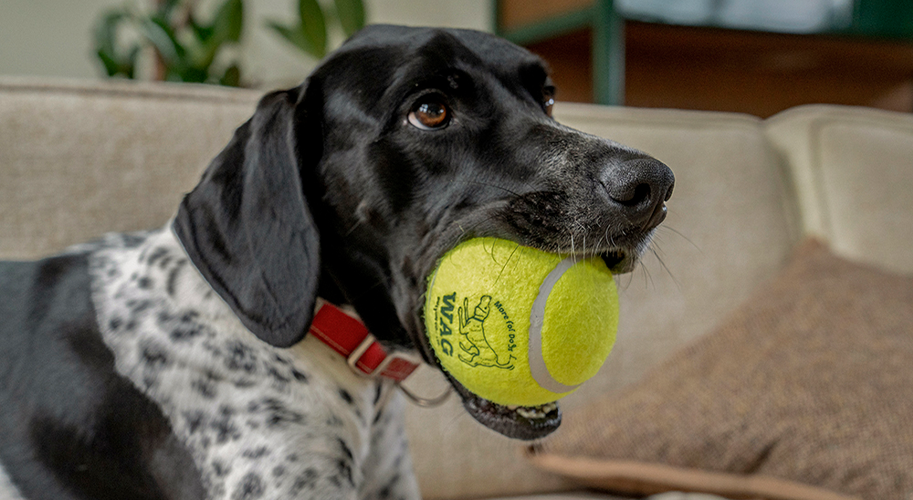 TENNIS BALL
